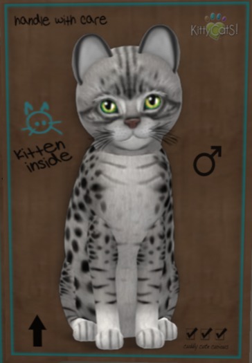 ♂ 7T Ocicat Ebony Silver Double Dip Flora Curious Big Blush Frisky Rounded Black Boo Boo