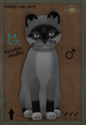 KittyCatS Box - Swashbucklers - 8T Abyssinan Ruddy Midnight Sky