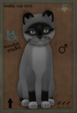 KittyCatS Box - Swashbucklers - 8T Abyssinan Ruddy Midnight Sky