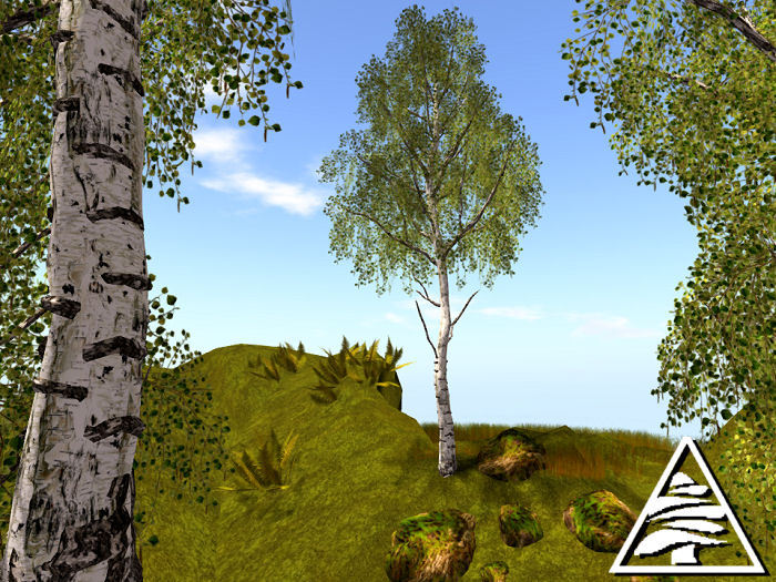 Betula pendula - Birch 5LI M/T
