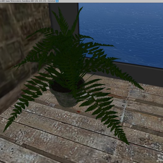Fern
