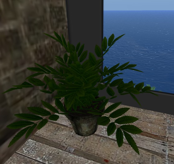 Plant green in pot