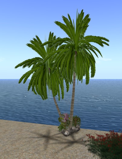 palmier double +rock +plante