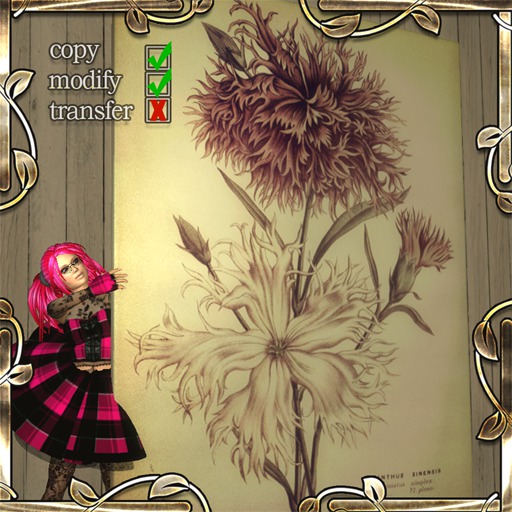 Dianthus Chinensis (print on canvas)