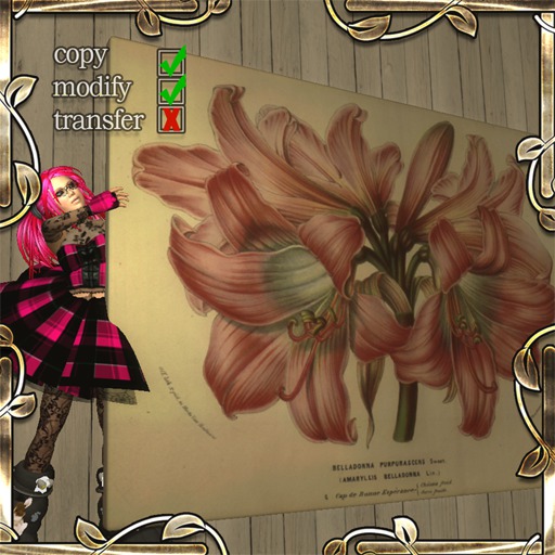 Amaryllis Belladonna Purpurascens (print on canvas)