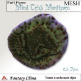Fantasy China Mind Trick Montipora coral full perm 0.5 prim