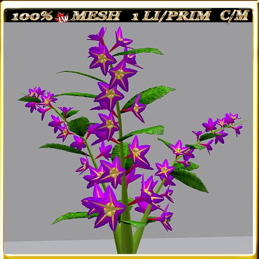 LW_ Morning Glory - 5 (1 LI / Prim)