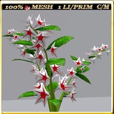 LW_ Morning Glory - 11 (1 LI / Prim)