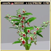 LW_JapaneseBallonFlowersWhite