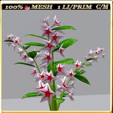 LW_JapaneseBallonFlowersWhite