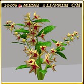 LW_JapaneseBallonFlowersWhite