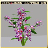 LW_ Morning Glory - 46 (1 LI / Prim)