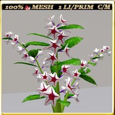 LW_ Morning Glory - 65 (1 LI / Prim)