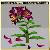 LW_LilyFlowerFuschia