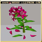 LW_LilyFlowerFuschia