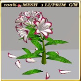 LW_LilyFlowerFuschia