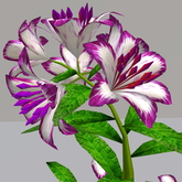 LW_ Stargazer Lily - 29 (1 LI / Prim)