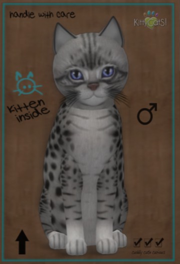 ♂ 8T Ocicat Ebony Silver Midnight Sky Mysterious Big Illume Curious Mysterious Black Plush