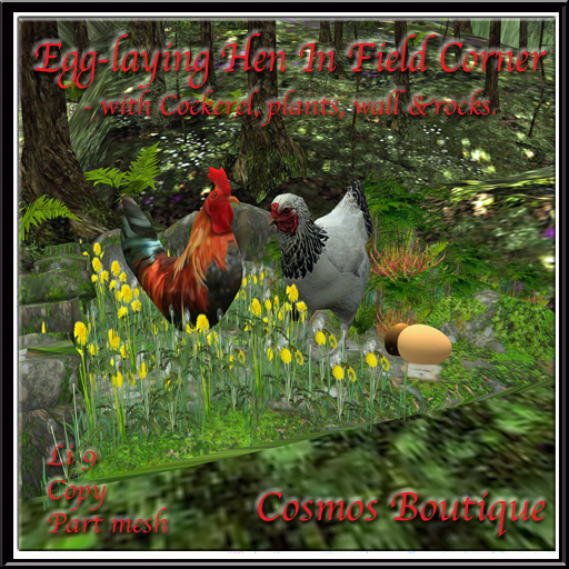 Cosmos Egg-laying Hen In Field Corner(BOX)