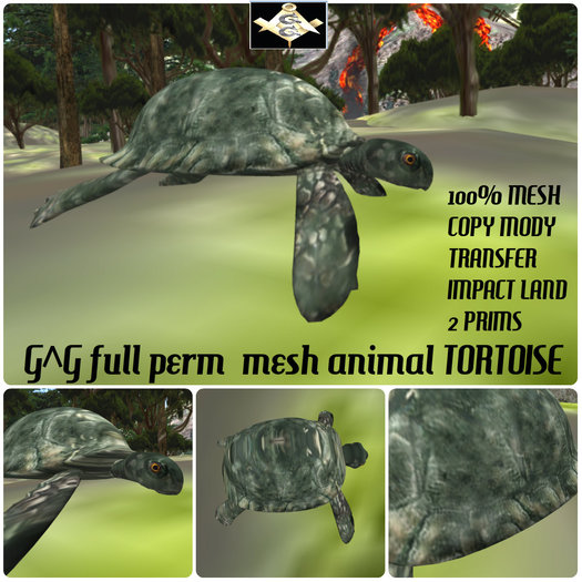 G^G full perm  mesh animal TORTOISE