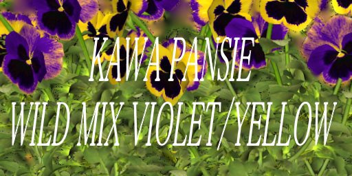 PANSIE CRIMSON--YELLOW Staggered Clumps