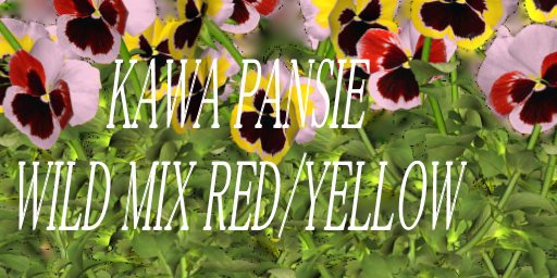 PANSIE CRIMSON--YELLOW Staggered Clumps