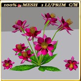 LW_ Columbine Flowers 12 (1 LI / Prim)