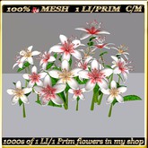 LW_ 28 Lilies - 41 (1 LI / Prim)