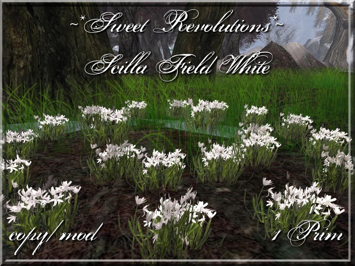 ~*SR*~ Scilla Blaustern Field White Box