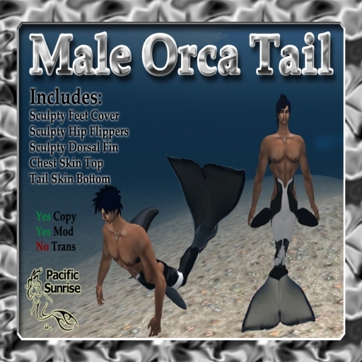 Orca Male Tail