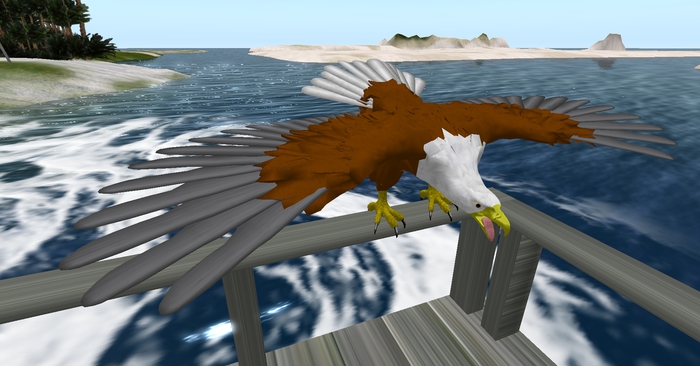 TM Bald Eagle