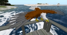 TM Bald Eagle