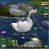 wandering swan and baby