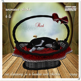 cat sleeping in  a bastet with chicks red