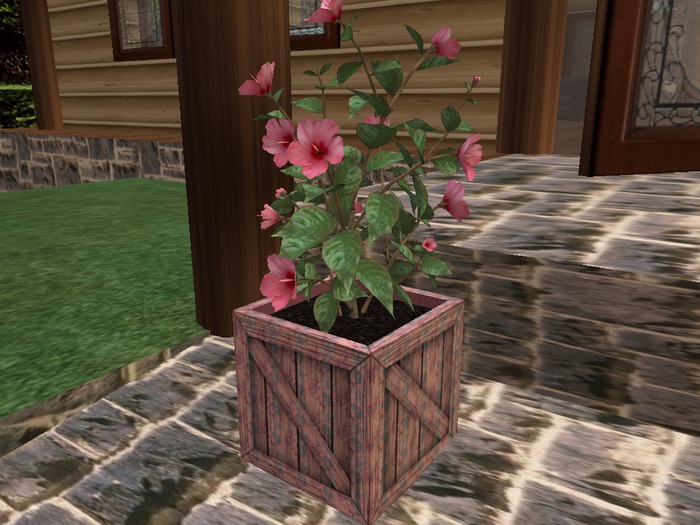 Crated hibiscus/pink