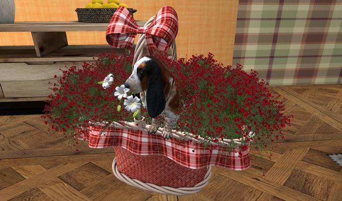 CJ Basket Red with Volant full with Petunia + cute Basset