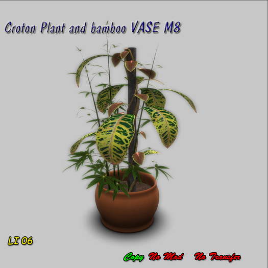 Croton Plant  and bamboo VASE M8 BOX