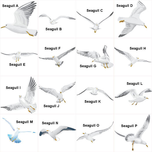 Texture - Animals (alpha, seagulls) x16 (BOX)