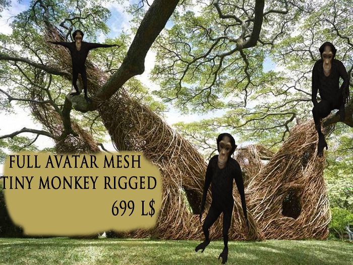 TINY MONKEY CHIMPANZE