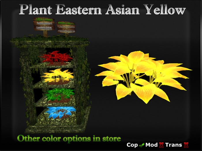 Plant Eastern Asian - Boxed