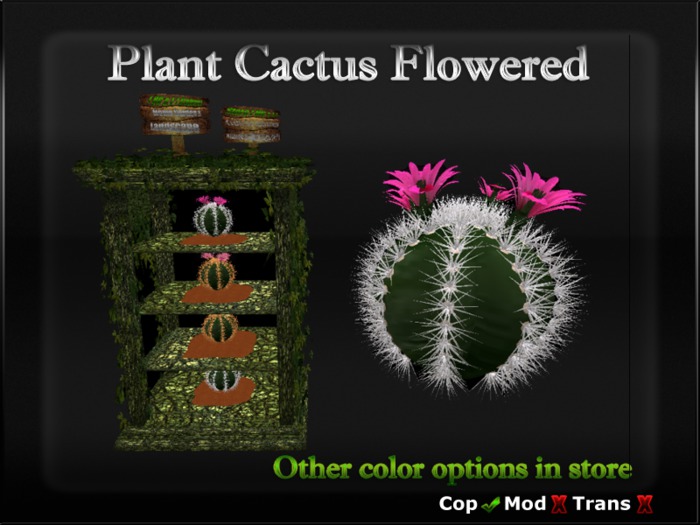 Cactus flower flowered Pink