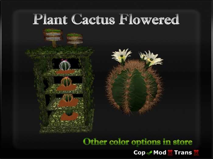 Cactus flower flowered yellow