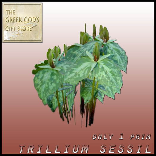 Trillium Sessil