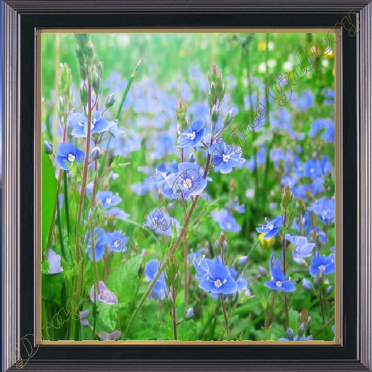 May Flowers III
