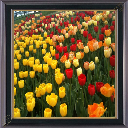May Flowers IV