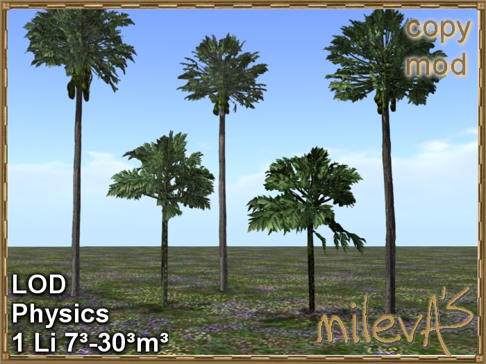 milevA's 1F Tree Palm Papaya 5x4