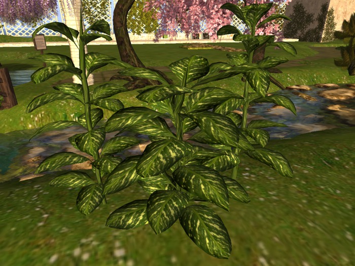 Dieffenbachia I+II+III - 3x1 LI - MESH - C/M BOX