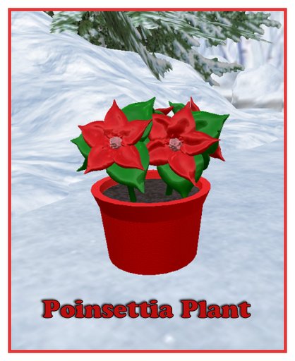 Poinsettia Plant