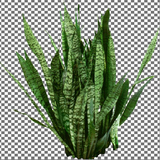 Snake Plant