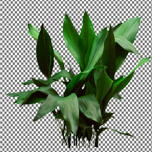 Cast Iron Plant